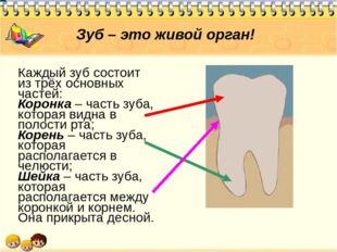 Зуб – это живой орган! Каждый зуб состоит из трёх основных частей: Коронка –