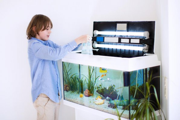 Как ухаживать за домашним аквариумом и рыбками?