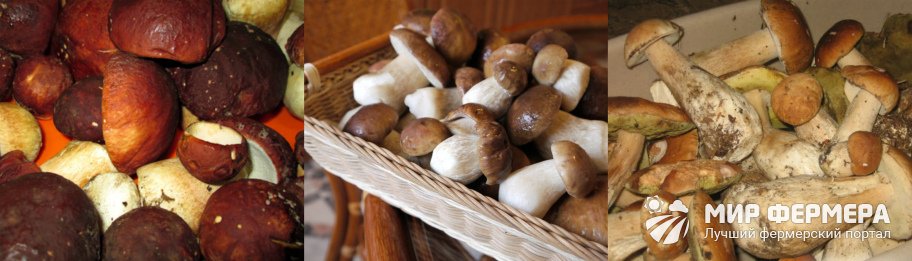 Как выбрать грибы для маринования