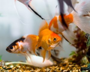 Пасьянс онлайн «Золотая рыбка»