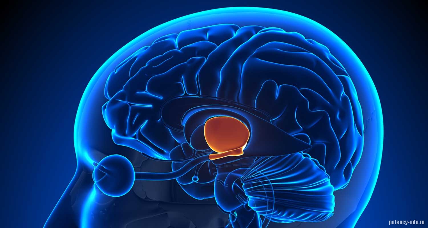 Гипоталамус – отдел головного мозга регулирующий эрекцию