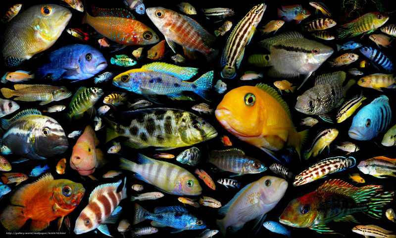 Аквариумные рыбки содержание и уход