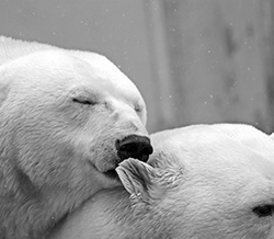 поцелуй белого медведя