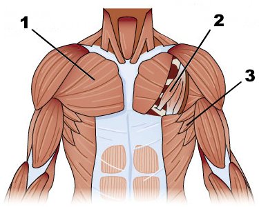 Анатомия грудных мышц