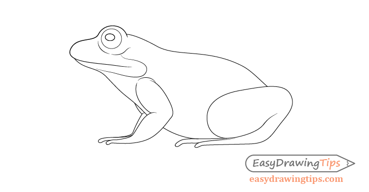 Frog basic line drawing