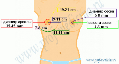 параметры идеальной груди