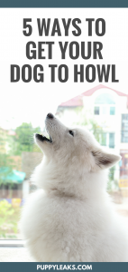 How to make your dog howl. How to train your dog to howl on command, and videos guaranteed to make your dog howl.