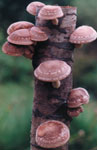 Shiitake mushrooms (Lentinula edodes)