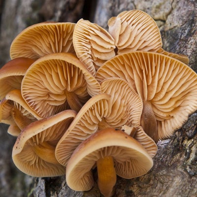 How to plant mushroom spores