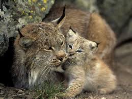 Lynx with cub