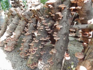 Домашнее выращивание грибов на пнях